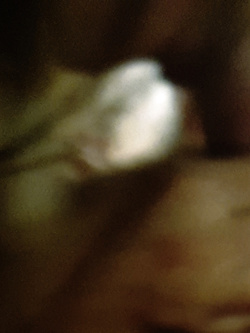 Tutta per voi porcellini