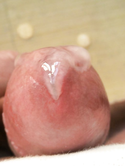 Il mio cazzo per voi