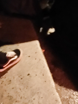 Ragazza carina minigonna vans calze