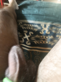 Il mio cazzo Parte 167