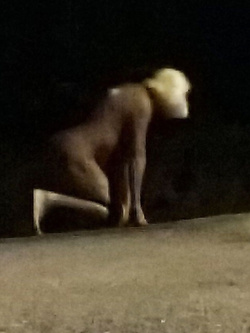 OCA LA VACCA:BATTONA IN STRADA PROSTITUTA SCHIAVA 3285932523