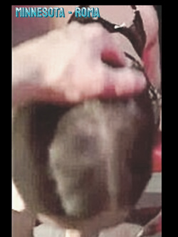 MINNESOTA - ROMA