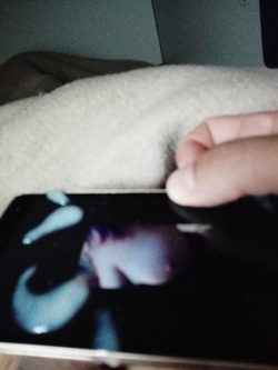 Tributo a stefania 3